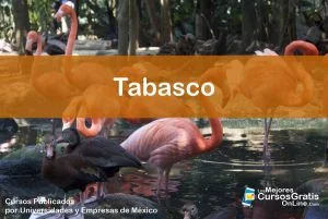 1143-IMAGEN-Los Mejores Cursos Gratis OnLine Realizados y Publicados por Universidades y Empresas de México Tabasco - 08