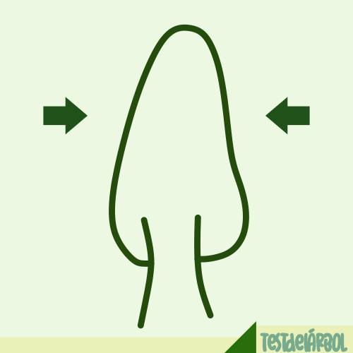 El Significado de la Copa y Follaje en el Test del Árbol 29 IMAGEN TestDelArbol - Copa Comprimida en los Laterales - 02