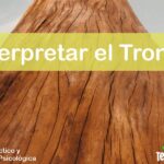 IMAGEN TestDelArbol - El Significado del Tronco en el Test del Árbol - 02