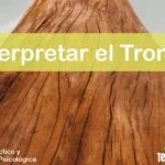 IMAGEN TestDelArbol - El Significado del Tronco en el Test del Árbol - 02