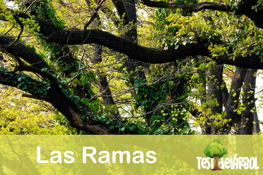 El Significado de las Ramas en el Test del Árbol 44 IMAGEN TestDelArbol - Interpretaciones Generales de las Ramas en el Test del Árbol - 02