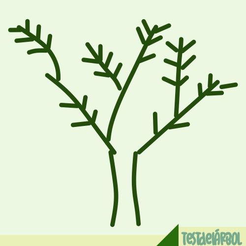 El Significado de las Ramas en el Test del Árbol 37 IMAGEN TestDelArbol - Ramas Como Antenas - 02